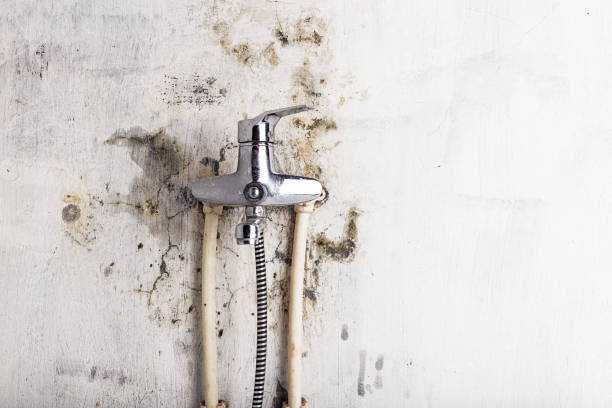 Best Mold Removal Process  in Hawaiian Beaches, HI