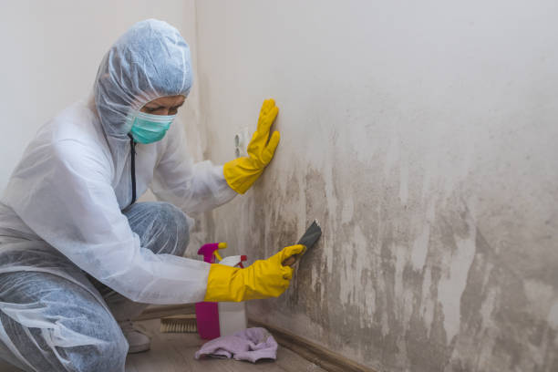 Best Residential Mold Removal  in Hawaiian Beaches, HI
