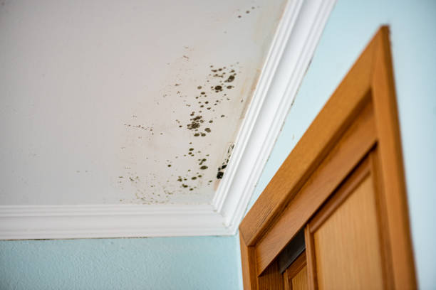 Best Mold Damage Repair  in Hawaiian Beaches, HI