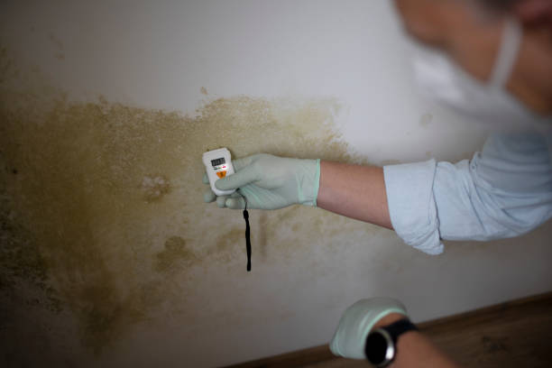 Best Attic Mold Removal  in Hawaiian Beaches, HI