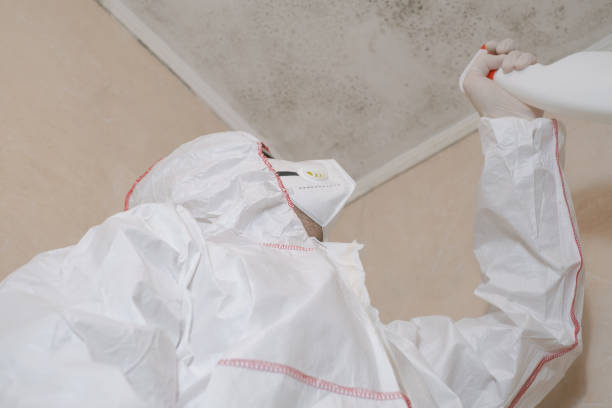 Best Fast Mold Removal  in Hawaiian Beaches, HI