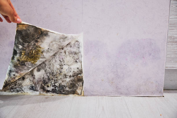 Best Same-Day Mold Removal  in Hawaiian Beaches, HI